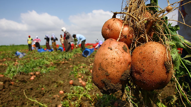 Patates üreticileri market fiyatlarına tepkili.