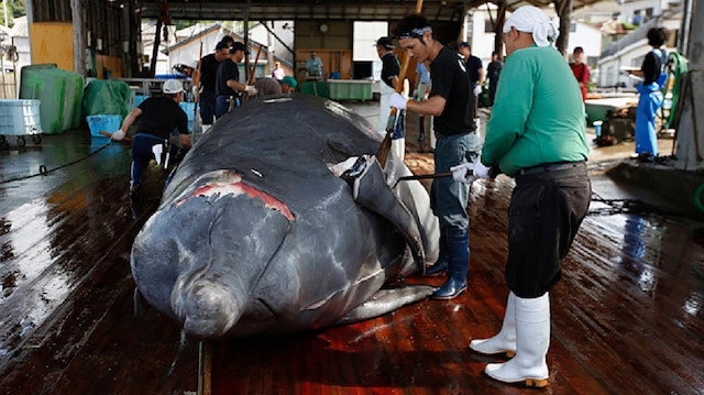 Workers carve into a Baird's Beaked whale at Wada port in Minamiboso, southeast of Tokyo