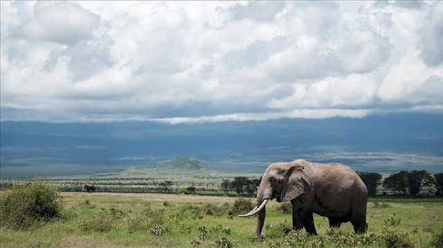 Poaching of elephants in Kenya’s parks has gone down by 50 percent compared to last year.