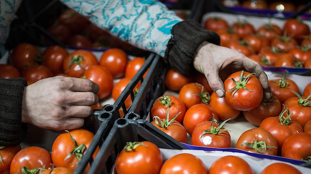 2019 yılında Rusya Türkiye'den 100 bin ton domates alacak.