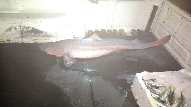 Bartın'da kaçak olarak yakalandığı tespit edilen köpekbalığı