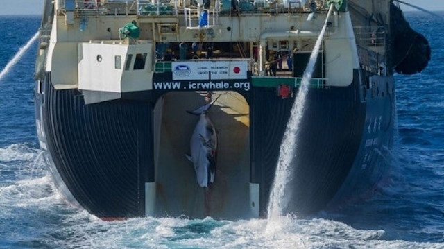 Japan is drawing criticism worldwide for withdrawing from an international authority on whaling as well as for its decision to restart commercial hunting of whales.