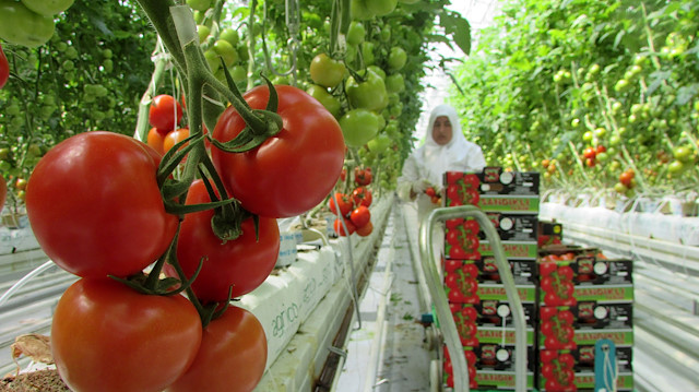 Rusya domates alımını 50 bin tondan 100 bin tona çıkardı.