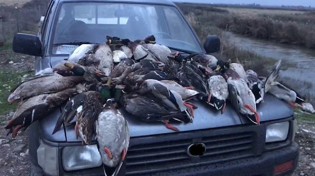 Ekipler, 57 yeşilbaş ördeği öldüren kar maskeli 3 avcıyı arıyor. 