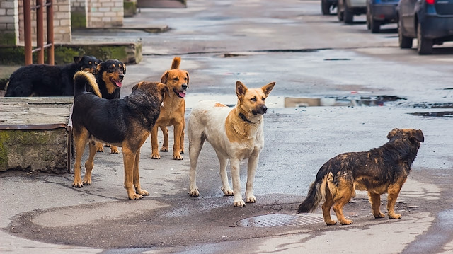 Sokak köpekleri saldırıları yeniden gündemde