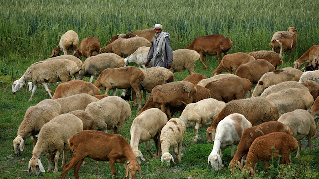 Nawab Khan guides his herd of sheep along a field on the outskirts of Peshawar, Pakistan 