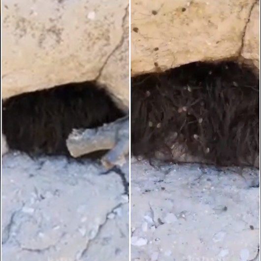 Tüylü bir hayvan sandığı şeyi sopayla dürtünce hayatının şokunu yaşadı