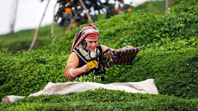 2017 yılına oranla 200 bin ton fazla yaş çay üretimi gerçekleşti.