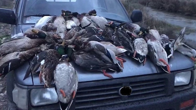 Kaçak avcılar, Kızılırmak Deltası Kuş Cenneti'nde 37 yeşilbaş ördeği vurmuştu. 