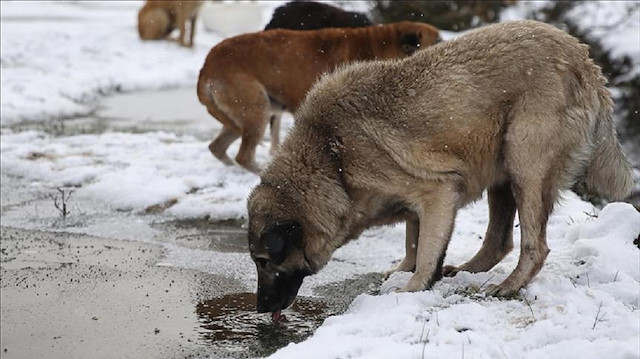 ​

تركي يجمع جراء الكلاب الضالة لتوفير الدفء لها في الشتاء