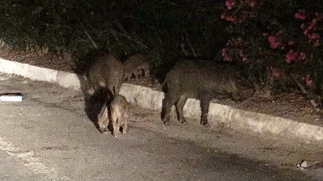 Bodrum'da görüntülenen domuzlar