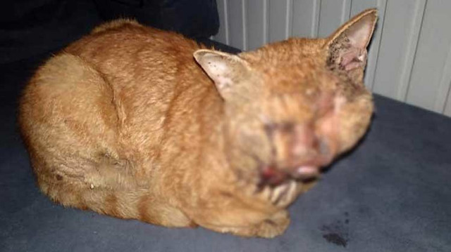 Ağır derecede yanıklar tespit edilen kedi, tedavi altına alındı.
