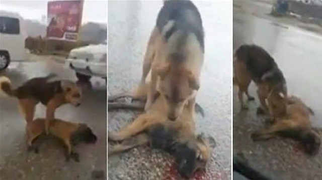 ​

شاهد: فيديو مؤثر لكلب يحاول إنقاذ صديقه بعد تعرضه لحادث