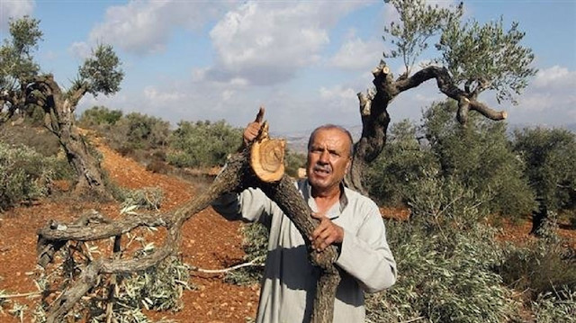 Jewish settlers on Friday vandalized a Palestinian olive grove in the town of Mughiyyar north of Ramallah in the Israeli-occupied West Bank.