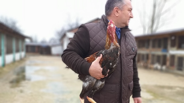 Bursalı girişimci Ömer Faruk Erdönmez  İndio gigante cinsi tavukları Türkiye'ye ilk getiren isim olarak biliniyor.
