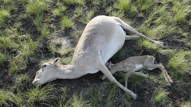 Dead Saiga antelopes lie on a field in the Zholoba area of the Kostanay region