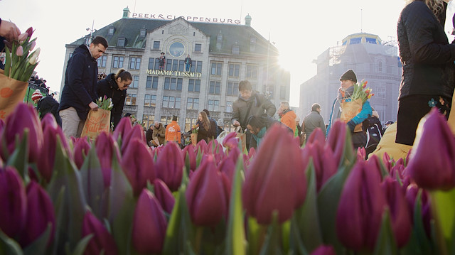 أمستردام تتزين بـ200 ألف زهرة بـ"يوم التوليب الوطني"