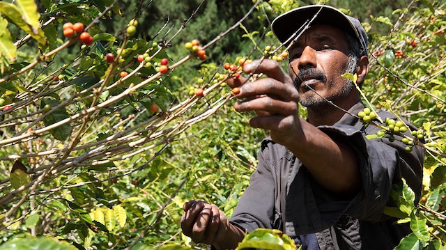 Bu kahvelerin çoğu Afrika, Asya ve Avustralasya’da tropikal bölgelerde doğal olarak yetişiyor.