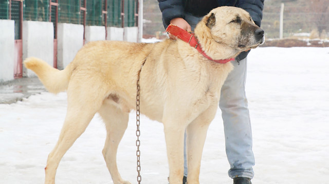 Zorro, İspanya’da köpek ırkları arasında düzenlenecek yarışmada Türkiye’yi temsil edecek.