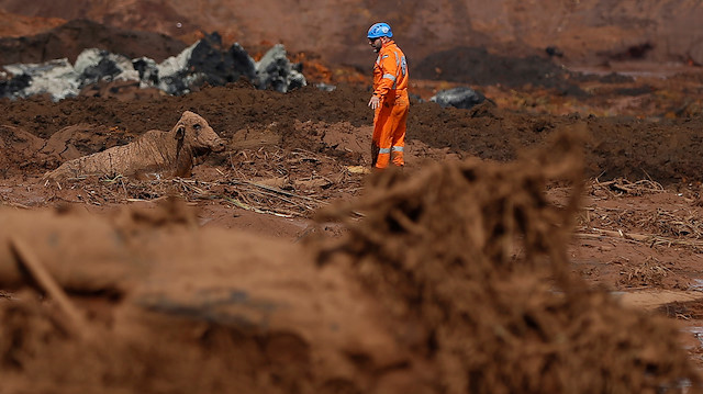An ox is seen on mud after a tailings dam owned by Brazilian miner Vale SA burst, in Brumadinho, Brazil.