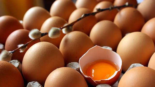 Tıpta son nokta: Kanser ilacı yumurtlayan tavuk