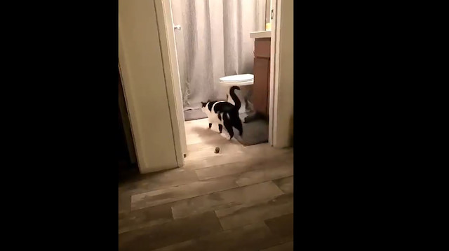 Кот нормально видео. Кот нормально видео