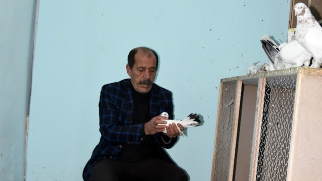 Yılllardır evcil güvercin hobisini, büyük bir sevgiyle sürdüren Demirel, 300 evcil güvercine büyük bir özenle bakıyor.