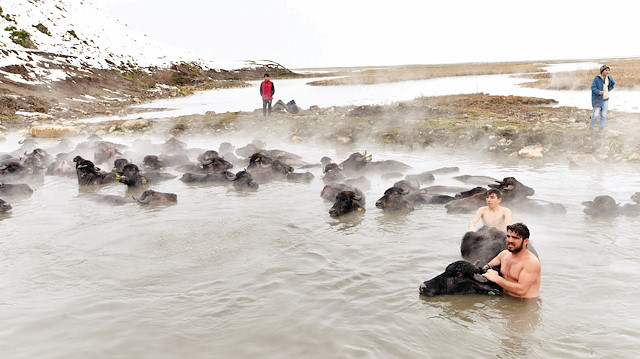 Hayvanların kaplıcada yıkanmasını görüntülemek için Türkiye’nin dört bir tarafından yüzlerce fotoğrafçı geliyor.