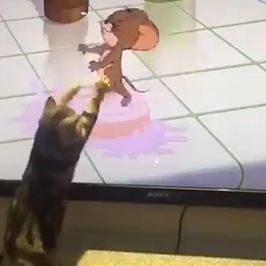 Cizgi Filme Kendini Kaptirip Jerry I Yakalamaya Calisan Kedi