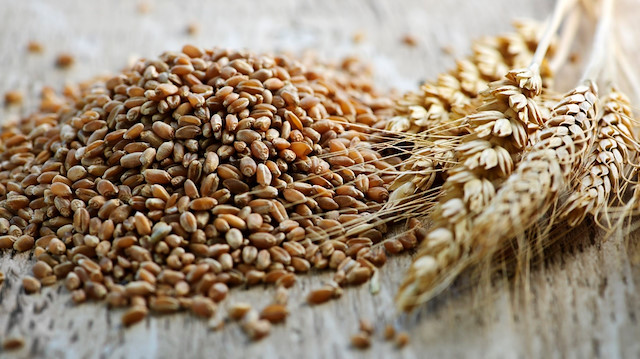 ABD Tarım Bakanlığının Tohum Bankası vasıtasıyla dünyanın farklı bölgelerinden çavdar tohumları Türkiye'ye getirilecek ve yetiştirip genetik çeşitlilikleri karşılaştırılacak.