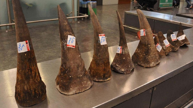 Security forces seized 21 rhinoceros horns at Istanbul’s Ataturk Airport in Turkey