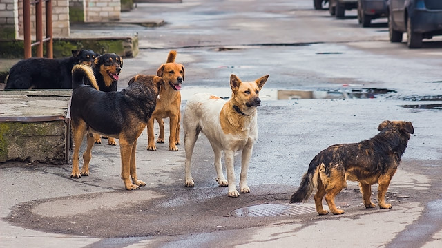 İstanbul başta olmak üzere birçok kentte özellikle bazı bölgelerde ve parklarda sokak köpeklerinden geçilmiyor. 