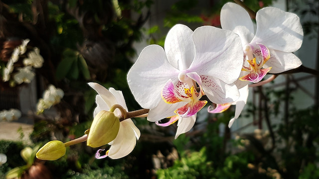 Süs bitki üretim miktarına göre en fazla artış, yüzde 16,1 ile orkide de görüldü.