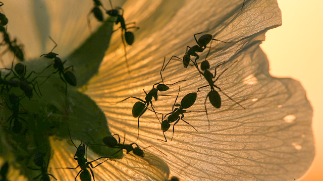 Ants during sunset in Turkey's Van

