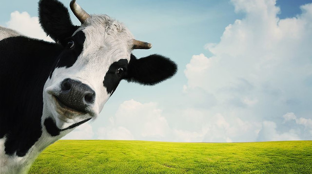 Uygulamayı kullanan çiftçiler, yetiştirdikleri inek ve boğaları için gelecekte çiftleşmeleri muhtemel olan adayları buluyor.