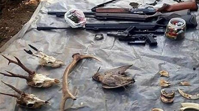 Bartın'da kaçak avcının evinden çıkan hayvan parçaları.