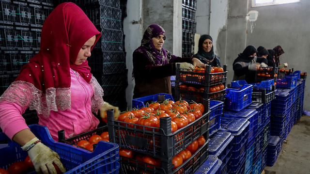 Antalya'da domates paketleyen kadın işçiler