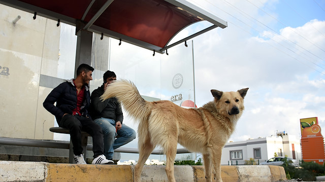 قصة مؤثرة لكلب في تركيا ينتظر صاحبه منذ عام كامل!