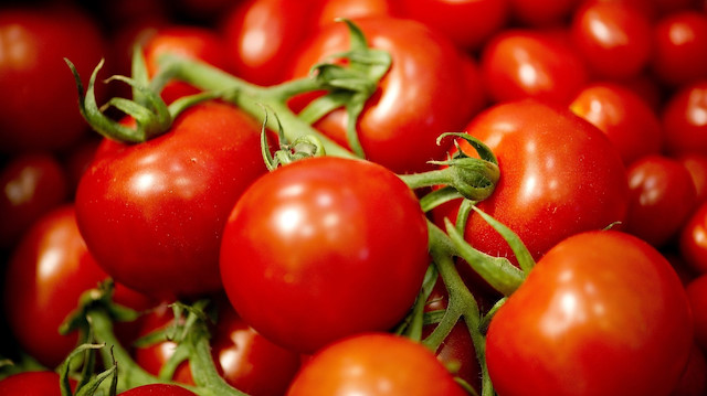 Topraksız tarım uygulamasıyla salkım domates üretiliyor.