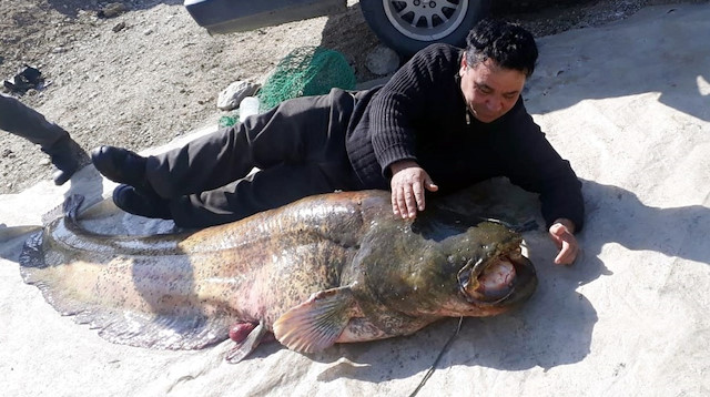 Manisa’da 100 kilogramlık yayın balığı yakalandı.
