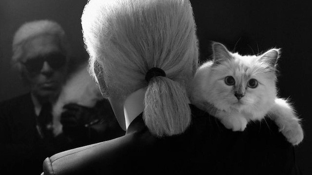 Ünlü modacı Karl Lagerfeld'in kedisi Choupette.