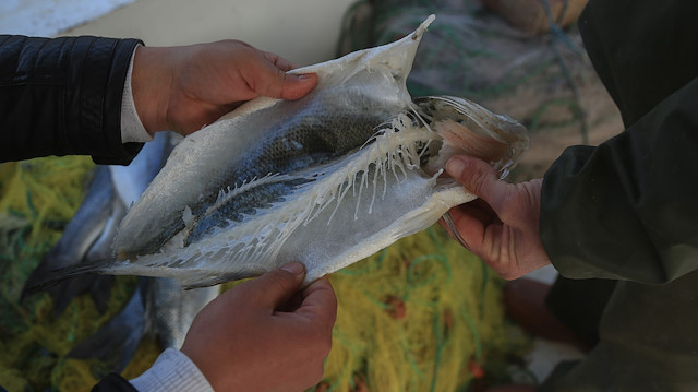 Balıkçılar, denizde ağa takılan balıkları yiyen kabuklu bir canlı türünden dertli.