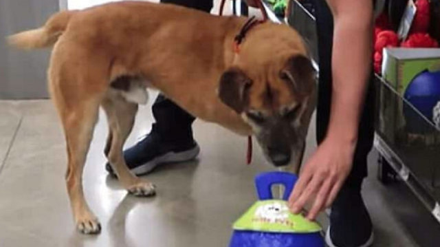 Üç ayağıyla yaşamak zorunda kalan köpek bir hayvansever tarafından sahiplenildi.