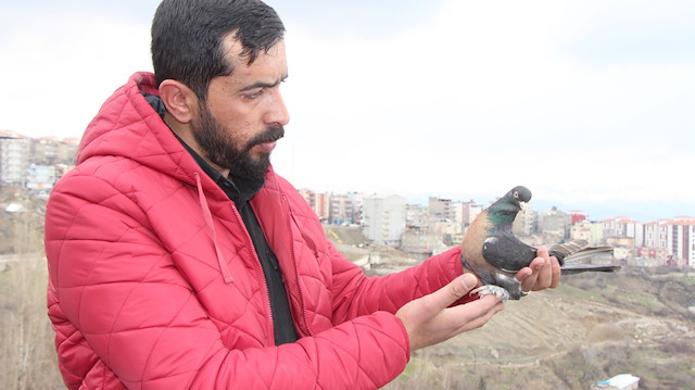 'Miro' cinsi güvercin 50 bin liraya alıcı buluyor.