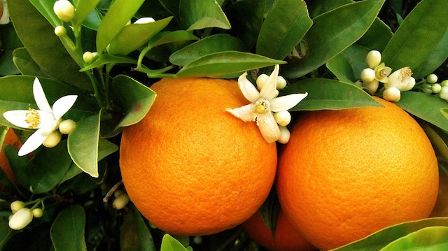 C vitamini açısından en zengin meyvelerden biri portakal da diyabet hastaları için şifa kaynağı.