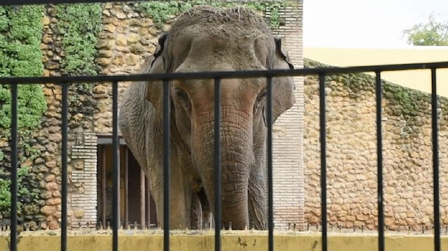 Tek başlarına hapsedilen fillerin ise, kendilerini ısırmak gibi zarar verme davranışları içerisine girdikleri ve psikolojik problemler yaşandıkları gözlemleniyor.