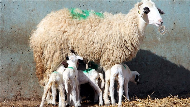 A Bafra-breed sheep gave birth to sextuplets in northern Turkey