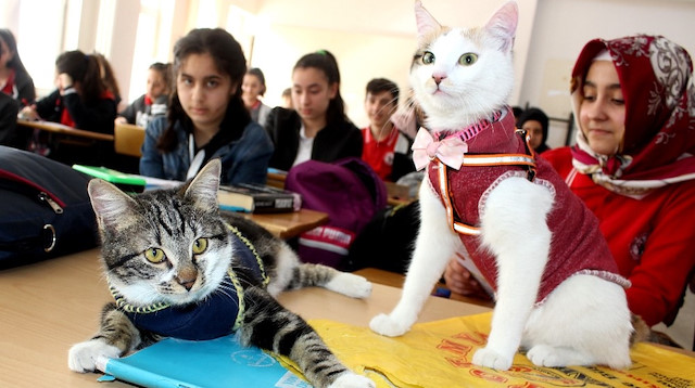 Bakımları ve aşıları yapılan kediler, öğrenciler tarafından çok seviliyor.