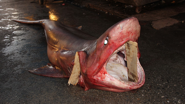 Mersin'de yakalanan köpekbalığı.