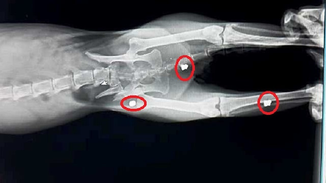 Tedavi altına alınan kedinin röntgen filmi. 